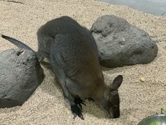 -海合安武汉极地海洋公园