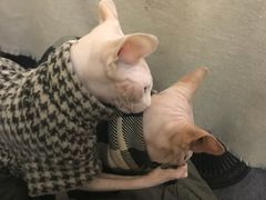 -猫色咖啡·猫咖
