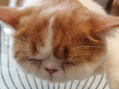 -飞行喵MR PILOT|猫舍·猫咖(静安大融城店)