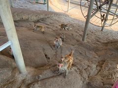 -西霞口神雕山野生动物世界