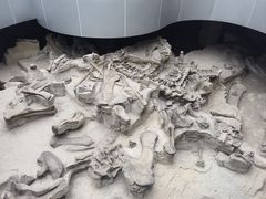 -自贡恐龙博物馆