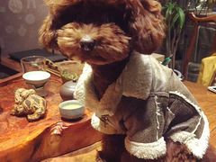 -中农大我爱我爱24h动物医院·中医针灸·猫专科·骨科医疗中心(双井店)