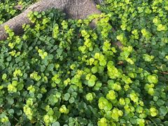 -成都市活水公园