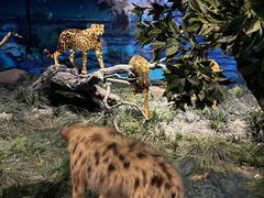 -国家自然博物馆