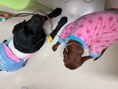 -仁普宠物诊所·中兽医·夜诊·狂犬免疫点(住友昌盛新苑店)