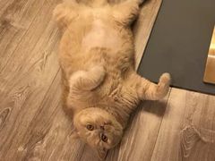 -东方名猫馆·英短金渐层布偶猫舍(环线广场1号楼店)