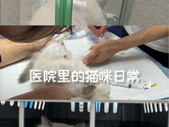 -渲嗳动物医院(异宠·复杂内科转诊中心·玖洲道富华里分院)