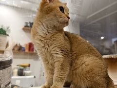 -楼上猫咖(罗湖店)