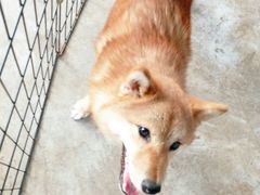 -柴犬高等学院·狗咖·柴犬售卖·宠物训练