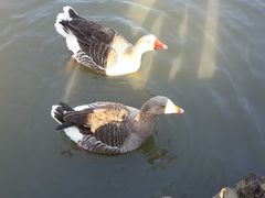 android_upload_pic-溱湖国家湿地公园