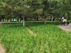 -大兴滨河森林公园