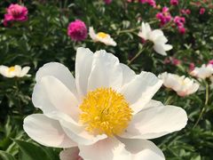 -扬州芍药园(仪征市)