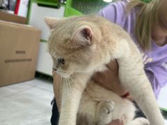 -唐小姐の猫狗洗护·购宠旗舰店(周浦万达店)