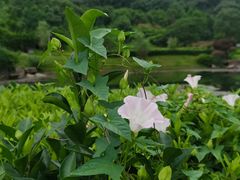 -桃花岭景区