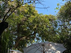 -Fern Forest Cafe