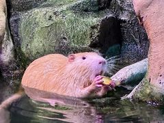 -正佳雨林生态植物园