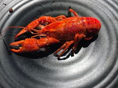 招牌香辣龙虾-沪小胖·小龙虾·蓝龙王(八佰伴店)