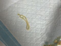 -谐和贝康宠物医院24小时·宠保定点(急重症转诊中心)