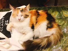 -猫色咖啡·猫咖