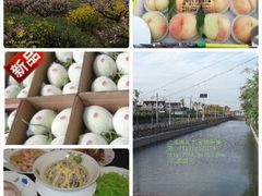 -南汇水蜜桃采摘(大团店)