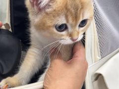 -纳吉亚猫专科动物诊疗中心(蒋宅口分院)