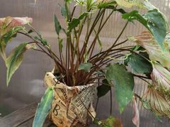 -萤火虫咖啡(砖著店)
