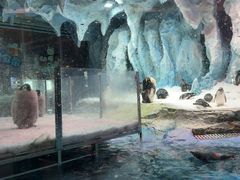 -帝企鹅自助餐厅•儿童岛•真企鹅(长隆企鹅酒店)