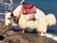 -青海湖国家重点风景名胜区
