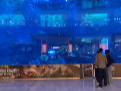 -迪拜水族馆及水下动物园