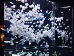 -太平洋海底世界博览馆·展览厅