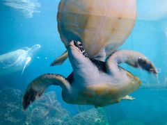 -广东惠东海龟国家级自然保护区