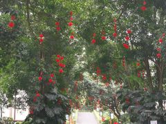 -南宁良凤江国家森林公园