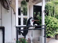 -TrueLove @ Neverland (Husky Cafe)
