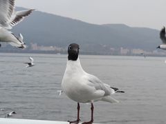 -海埂大坝