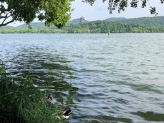 -西湖外事游船(花港观鱼码头)