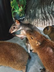 -Zoolung Zoolung动物主题公园(海信广场店)