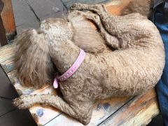 -半坡九号老挝冰咖啡