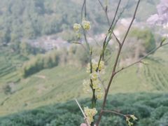 -阿巧茶庄