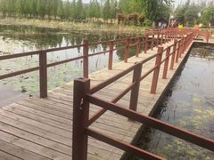 -滕州微山湖红荷湿地景区