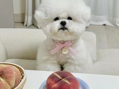 -萌宠之家·腊肠犬·马尔泰·小体犬舍