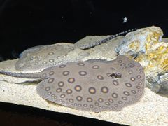 -上海海洋水族馆