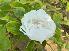 -合肥三国新城遗址公园