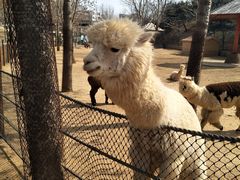 -大连森林动物园