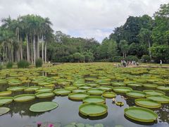 -中国科学院西双版纳热带植物园
