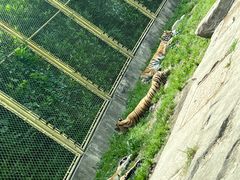 -上海野生动物园