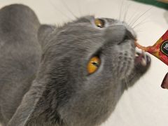 -藏猫猫咖啡主题馆(中央大道店)