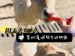 -常州淹城野生动物世界