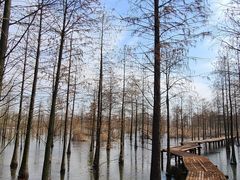 -池杉湖湿地公园