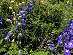 -深圳国际园林花卉博览园