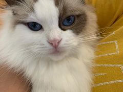 -momokira米努特·德文卷毛猫·棉花面纱犬